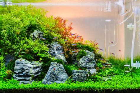 Freshwater Aquarium Blog – Aquarium Co.